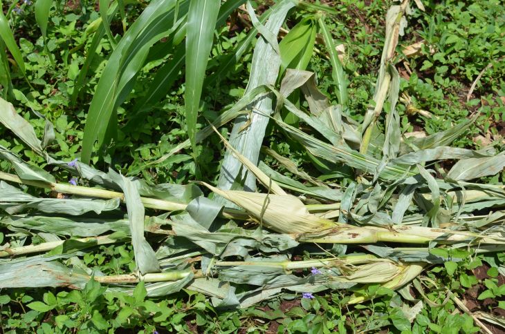 'Grace' destruyó toda la milpa, ''no hay reparación'': agricultor